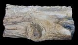 Unpolished Petrified Wood Limb - Blue Forest #6216-1